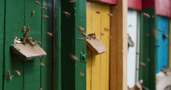 Colorful houses for domestic bees.