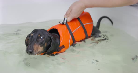 Owner or Vet Swimming with Dachshund Dog Life Vest in Bathtub with Warm Water During Rehab Bathing alt