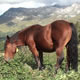 Horse in the Mountain Horse in the Mountain - VideoHive Item for Sale