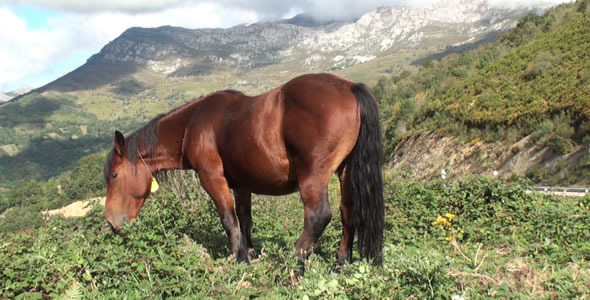 Horse in the Mountain