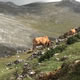 Cows in the Mountain 5 Cows in the Mountain 5 - VideoHive Item for Sale