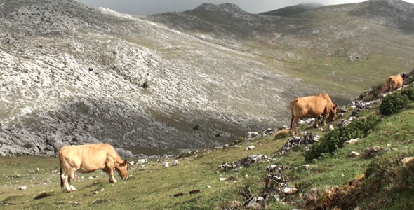 Cows in the Mountain 5