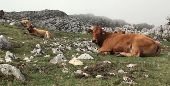 Cows in the Mountain 6