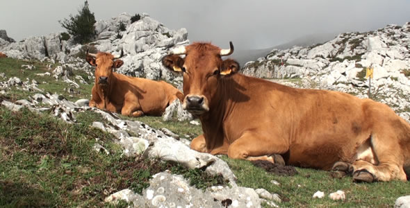 Cows in the Mountain 7