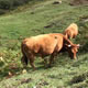 Cows in the Mountain 1 Cows in the Mountain 1 - VideoHive Item for Sale