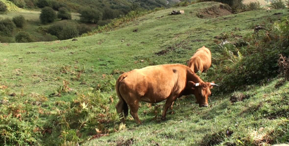 Cows in the Mountain 1