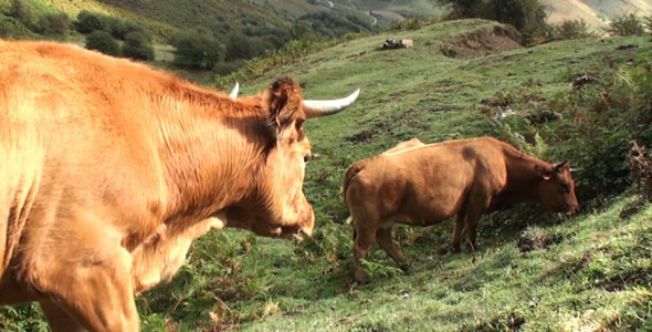 Cows in the Mountain 2