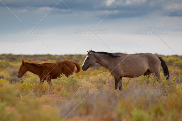 Wild Horses In Utah - Stock Photo - Images