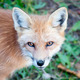 Young Red Fox Looking at Camera - PhotoDune Item for Sale
