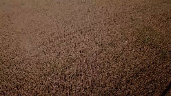Wheat field. View of ripening wheat field at summer day.