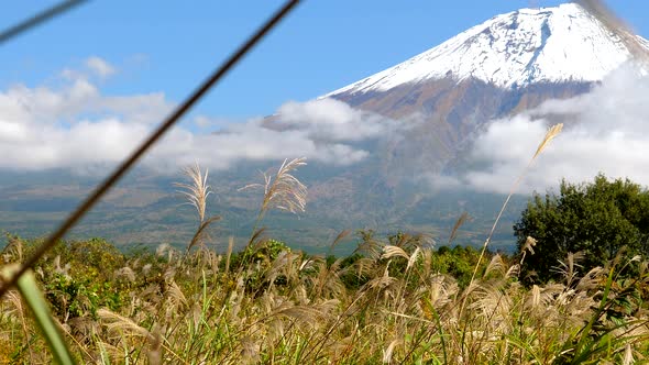 View of the Reed Grasses on the Ground in Mount Fuji Japan alt