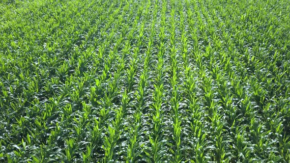 View of the Flat Rows of Young Corn