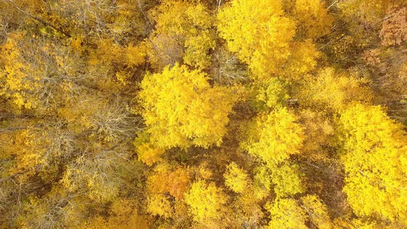 Autumn Yellow Trees Nature