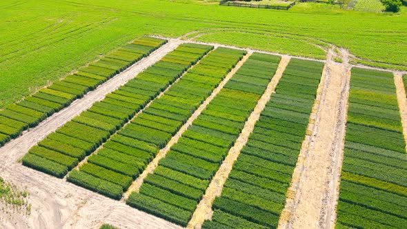 Fly Over the Fields with Old Dalyankas of Young Varieties of Wheat and Wheat alt