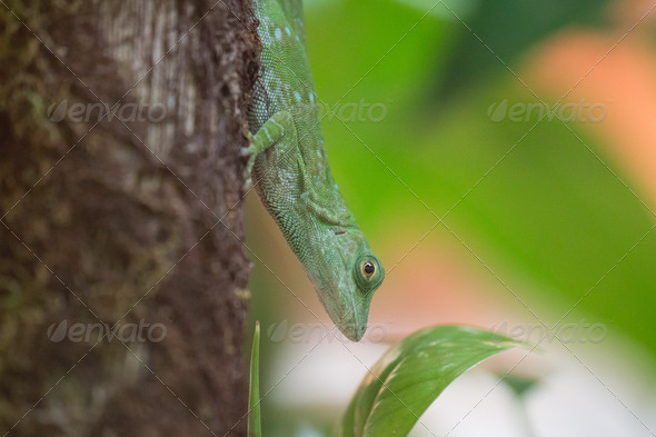 Green Lizard - Stock Photo - Images