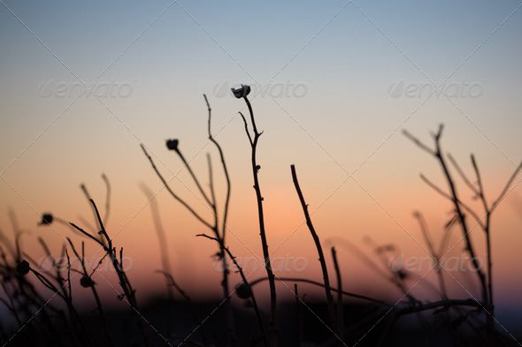 Close up of a greek plant at sunset - Stock Photo - Images