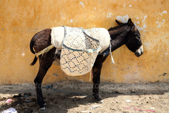Donkey in morocco - Stock Photo - Images