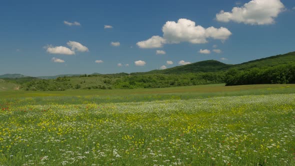 Spring Flowers in Green Meadow