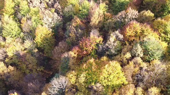 Aerial view of a orange colored forest on autumn season. Beautiful forest trees captured from the ab alt