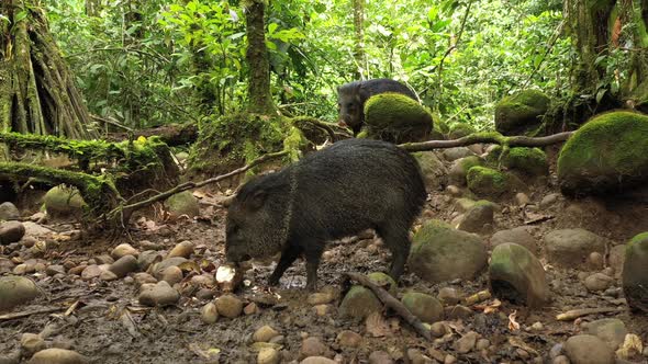 A collard peccary Pecari tajacu eating in a tropical rainforest of South America alt