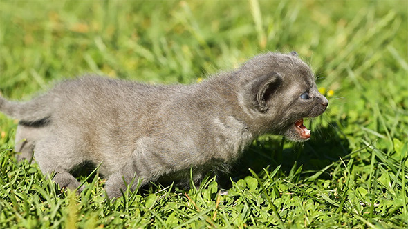 Kitten Baby