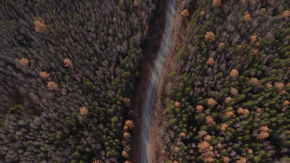 Panorama of autumn forest and road in Ural