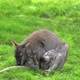 Mother and little kangaroo - VideoHive Item for Sale
