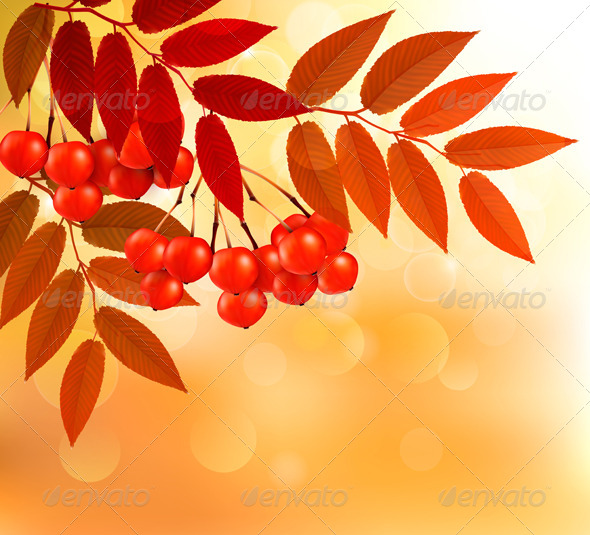 Autumn Background with Colorful Leaves and Rowan. - Flowers & Plants Nature