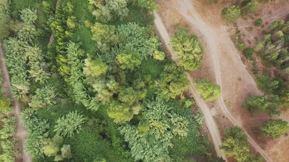 Aerial top down shot of a forest with lots of green trees and vegetation. Tordera, Spain. alt
