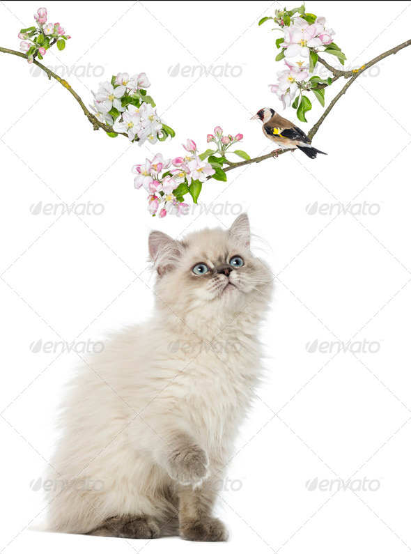 British Longhair kitten looking up at a bird perching on a flowery branch, isolated on white