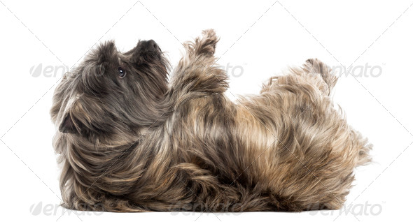 Side view of a Cairn Terrier lying on its back, submissive, isolated on white