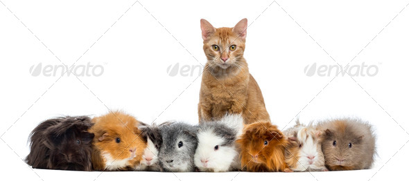 Guinea Pigs with a cat in a row, isolated on white