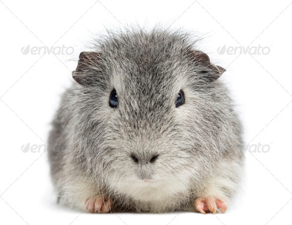 swiss teddy guinea pig