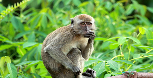 Wild Monkeys (2-pack) alt