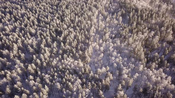 Winter Woods From Above