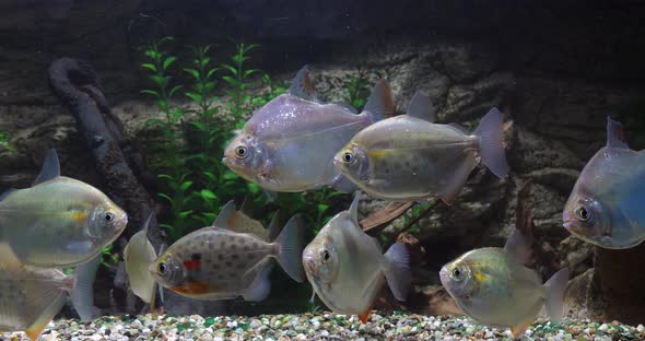 Spotted Silver Dollar, metynnis maculatus, Freshwater Aquarium Fishes, Slow Motion 4K alt