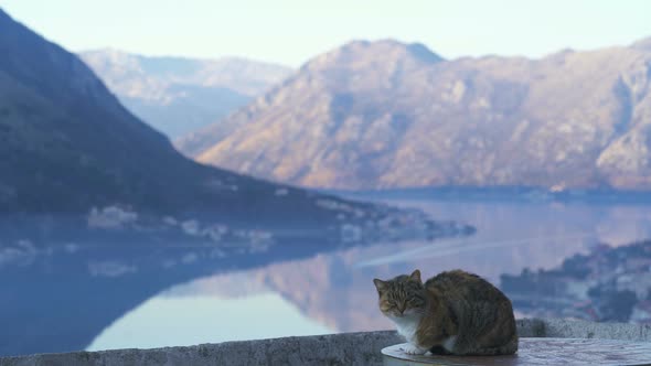Cat Sits on the Wall of the Kotor Fortress