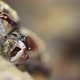 Shore Crab Grazing on Algae - VideoHive Item for Sale