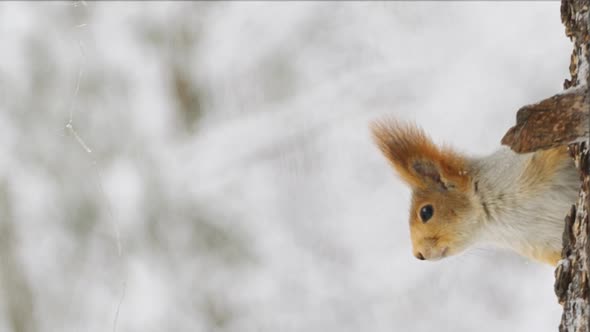 The squirrel crawls on a tree in a winter forest
