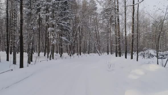 Snowfall in the Winter Forest.