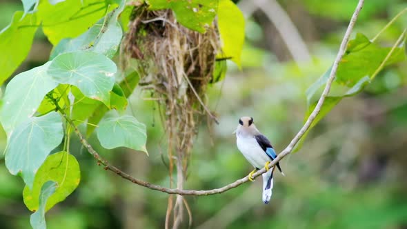 Video hd format, Beautiful Silver-breasted broadbill. alt