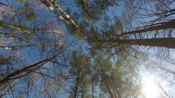 360 Rotating Panorama of the Woods Time Lapse, Crown of Trees, Beautiful Sunny Days