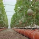 Green Melons Or Cantaloupe Melons Plants Growing In The Greenhouse - VideoHive Item for Sale