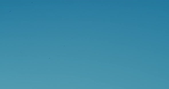 a Swarm of Mosquitos Flying Around alt