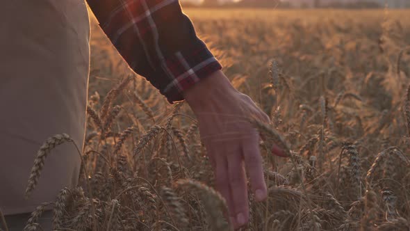 Hand Of A Woman Farmer Goes Through A Field Of Golden Wheat. A Woman's Hand Touches Ripe Spikelets alt
