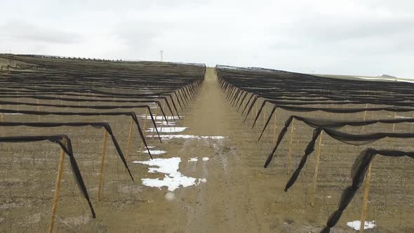Tree sapling cultivation. alt