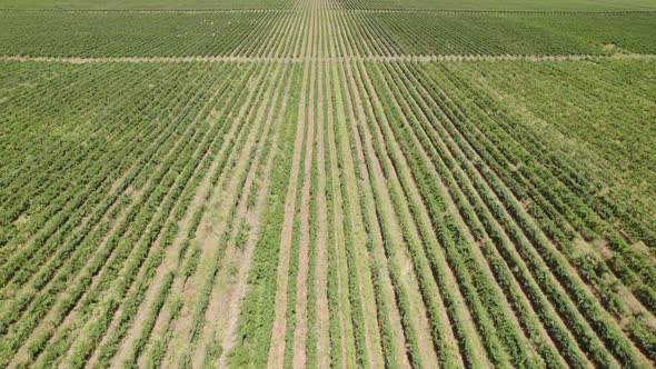 Aerial View of Beautiful Green Farmland Harvested Field and a Road in Rural Area alt