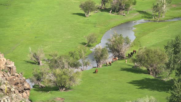 Real Wild Free Horses Grazing by Stream in Green Meadow With Fresh Grass alt