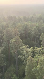 Green Forest on a Summer Day alt