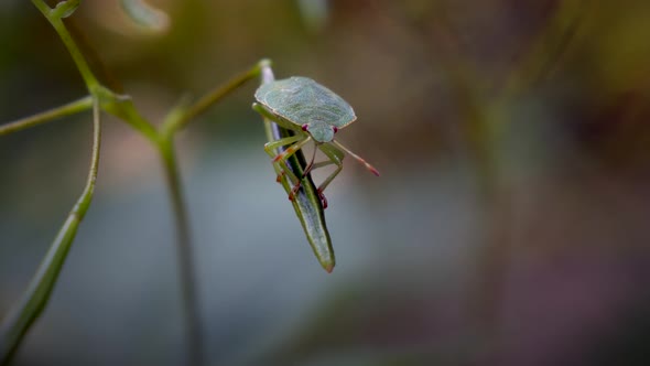 Extreme macro of green true bug resting on plants in nature during spring season - 4K cinematic pror alt